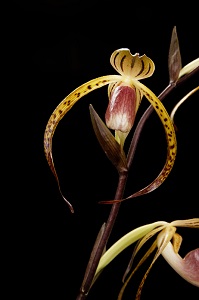 Paph. Memoria Joan Levy_Thornton Death Star_HCC/AOS 78 pts